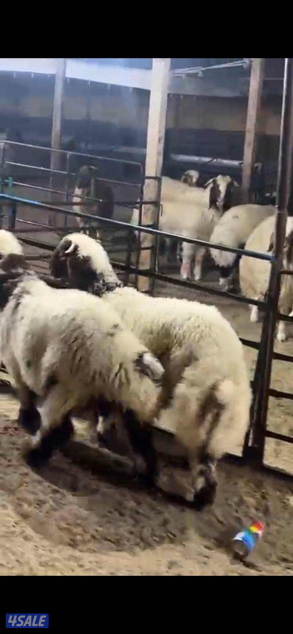 للبيع خرفان نعيم محلي الكويت1