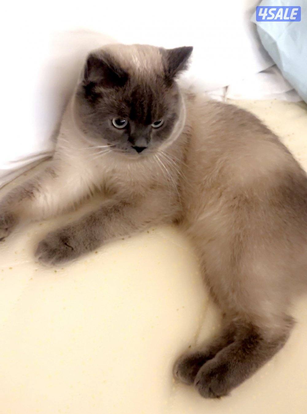 تبني القطط  روسي سايبيري عمره سنه ونص و شورت برتش سيميز0