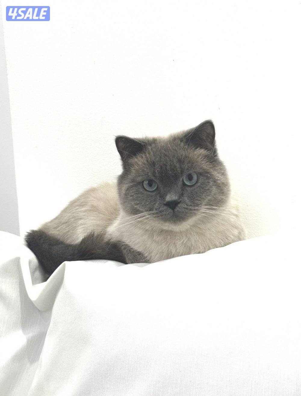 تبني القطط  روسي سايبيري عمره سنه ونص و شورت برتش سيميز1