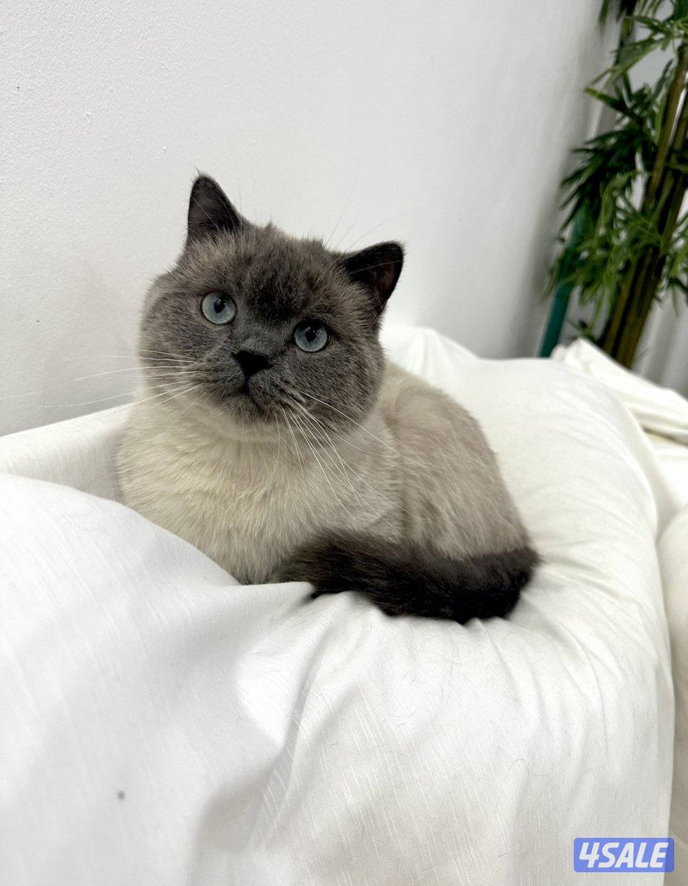 تبني القطط  روسي سايبيري عمره سنه ونص و شورت برتش سيميز2