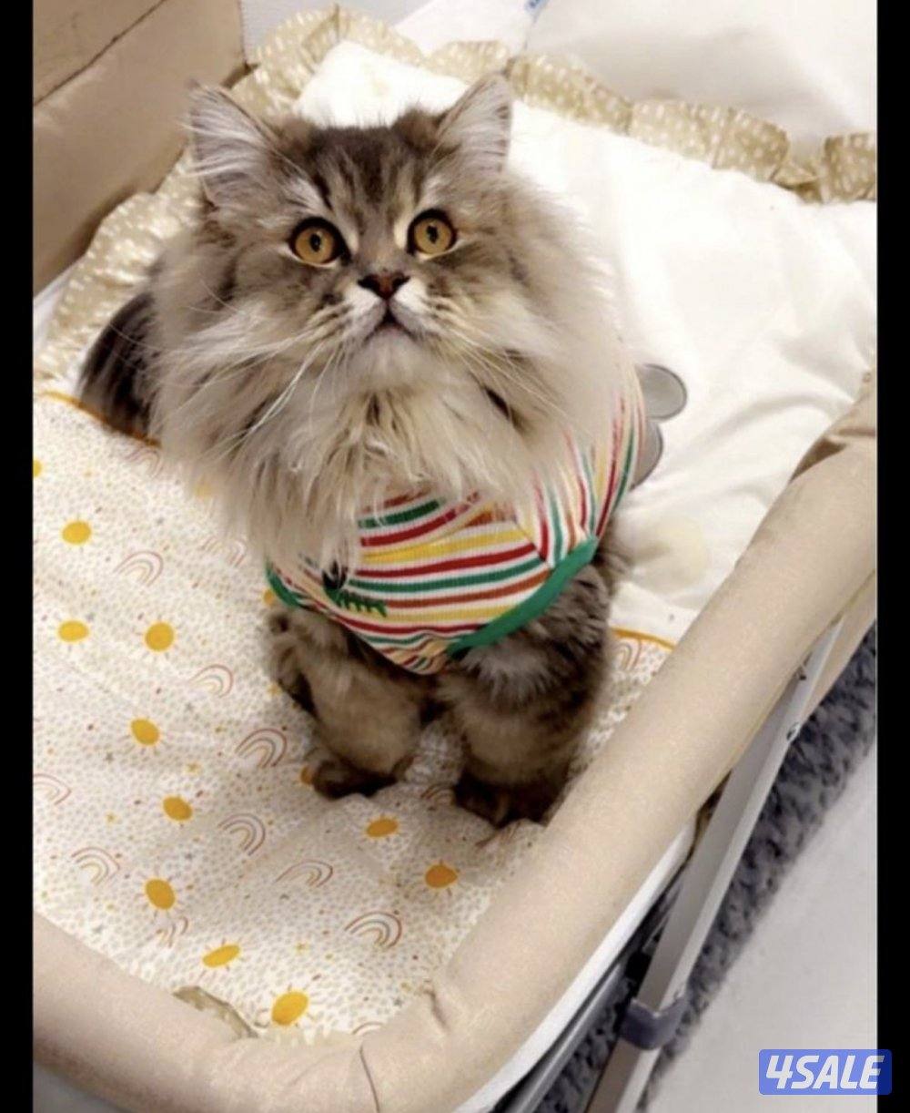 تبني القطط  روسي سايبيري عمره سنه ونص و شورت برتش سيميز3