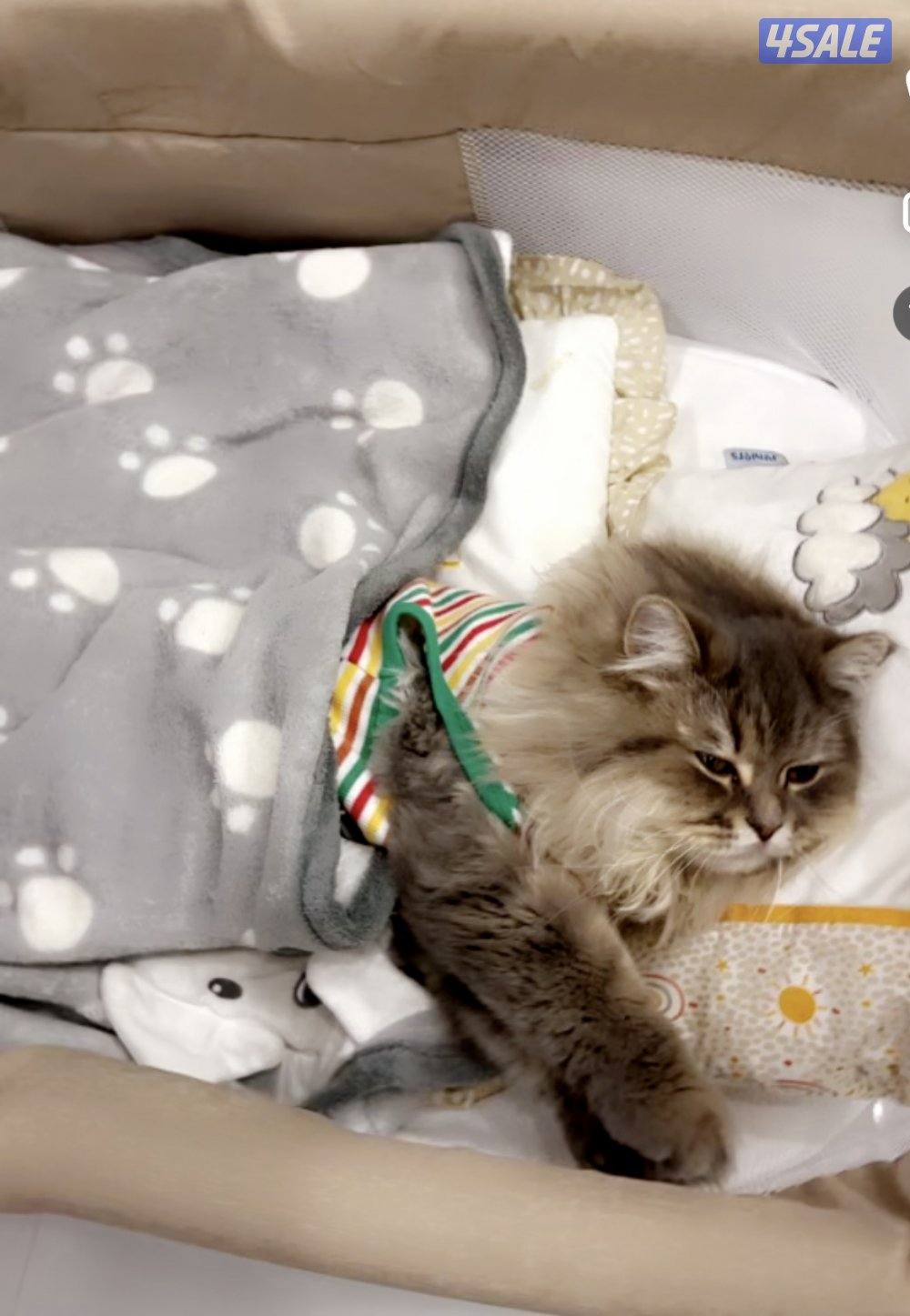 تبني القطط  روسي سايبيري عمره سنه ونص و شورت برتش سيميز4