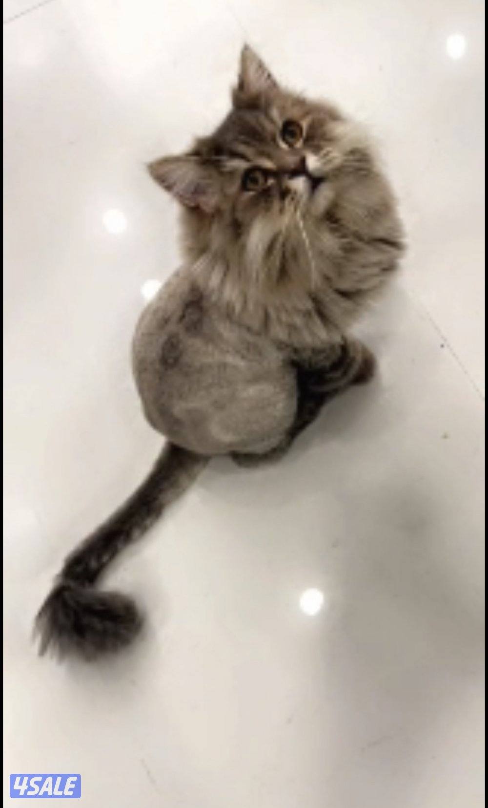 تبني القطط  روسي سايبيري عمره سنه ونص و شورت برتش سيميز5