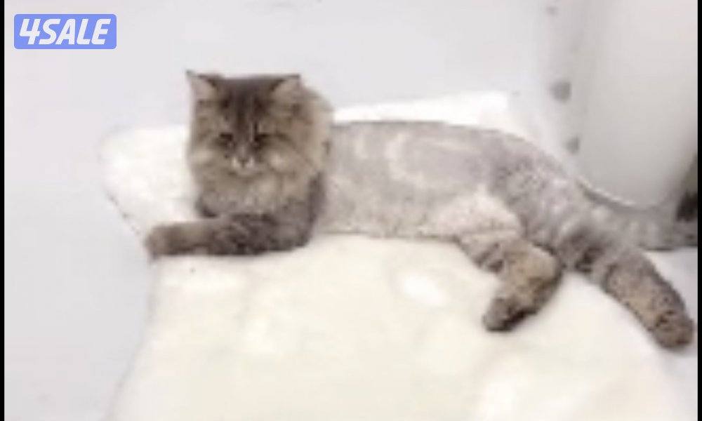 تبني القطط  روسي سايبيري عمره سنه ونص و شورت برتش سيميز7