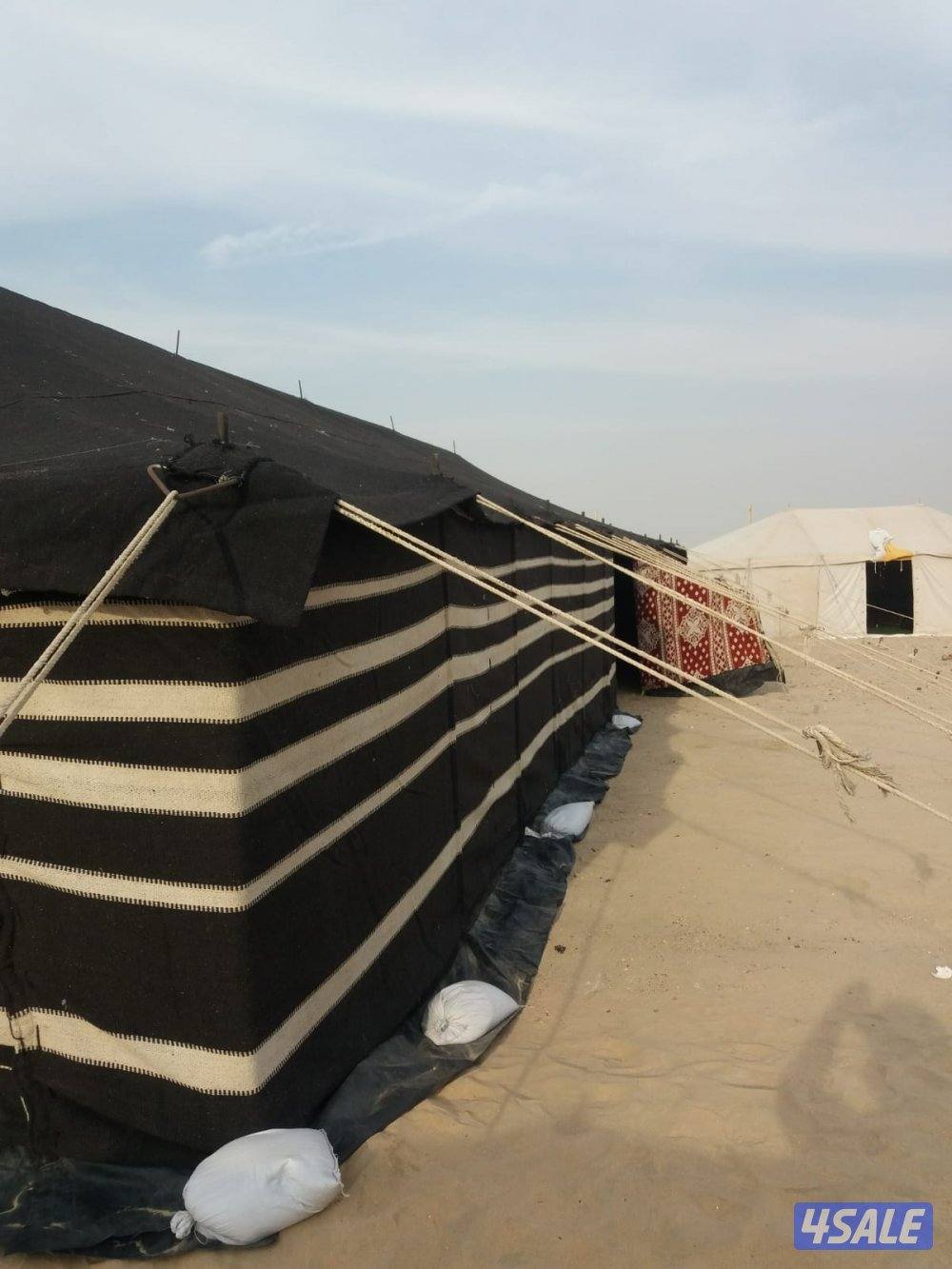 مطلاع  ان ٨1