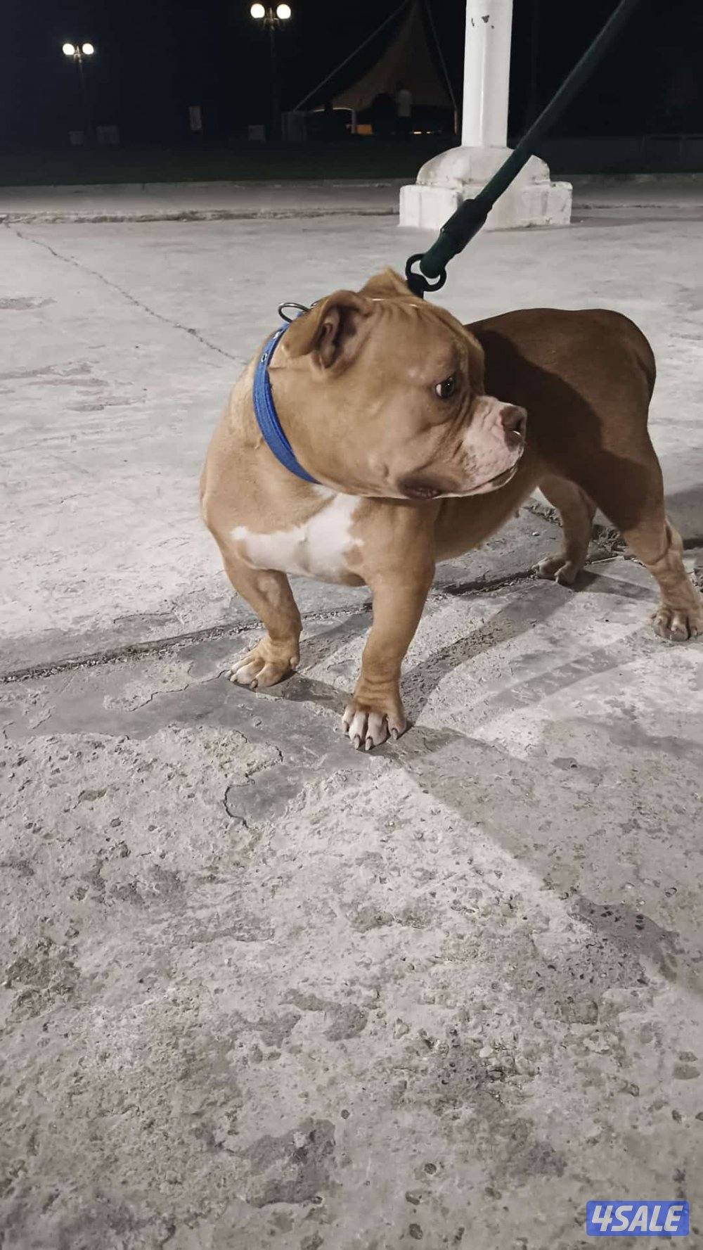 وفره  السكنيه0