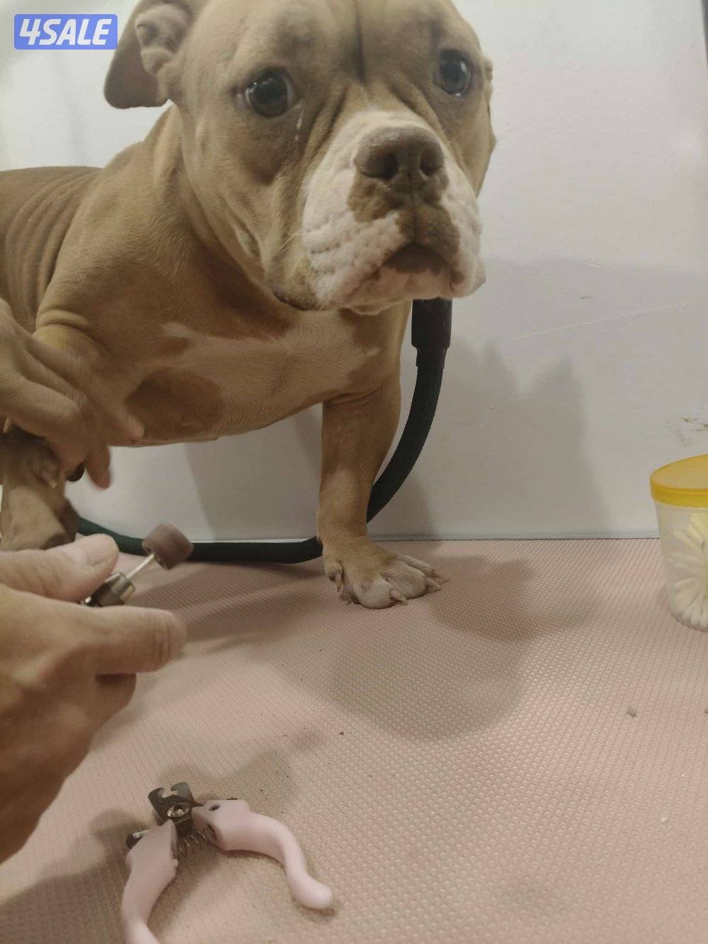 وفره  السكنيه1