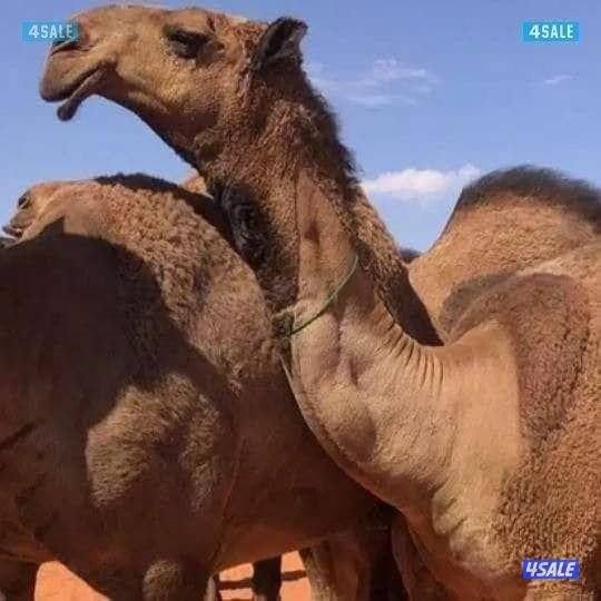 دكتورابل شعبي نظافة رحم وندوه وضيار0