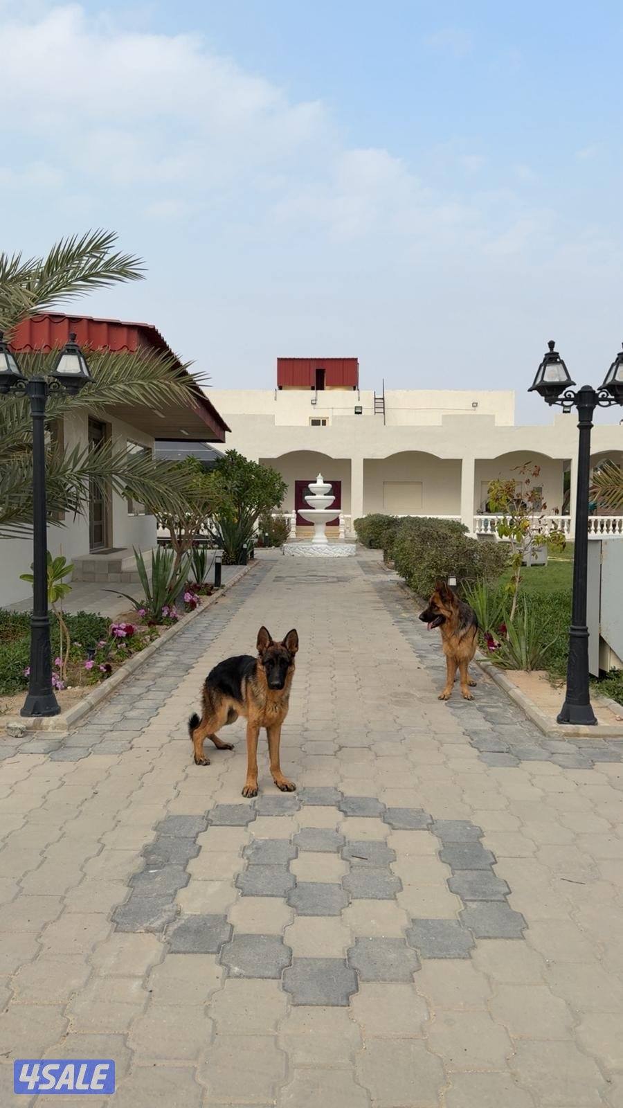 بيعه سريعه0