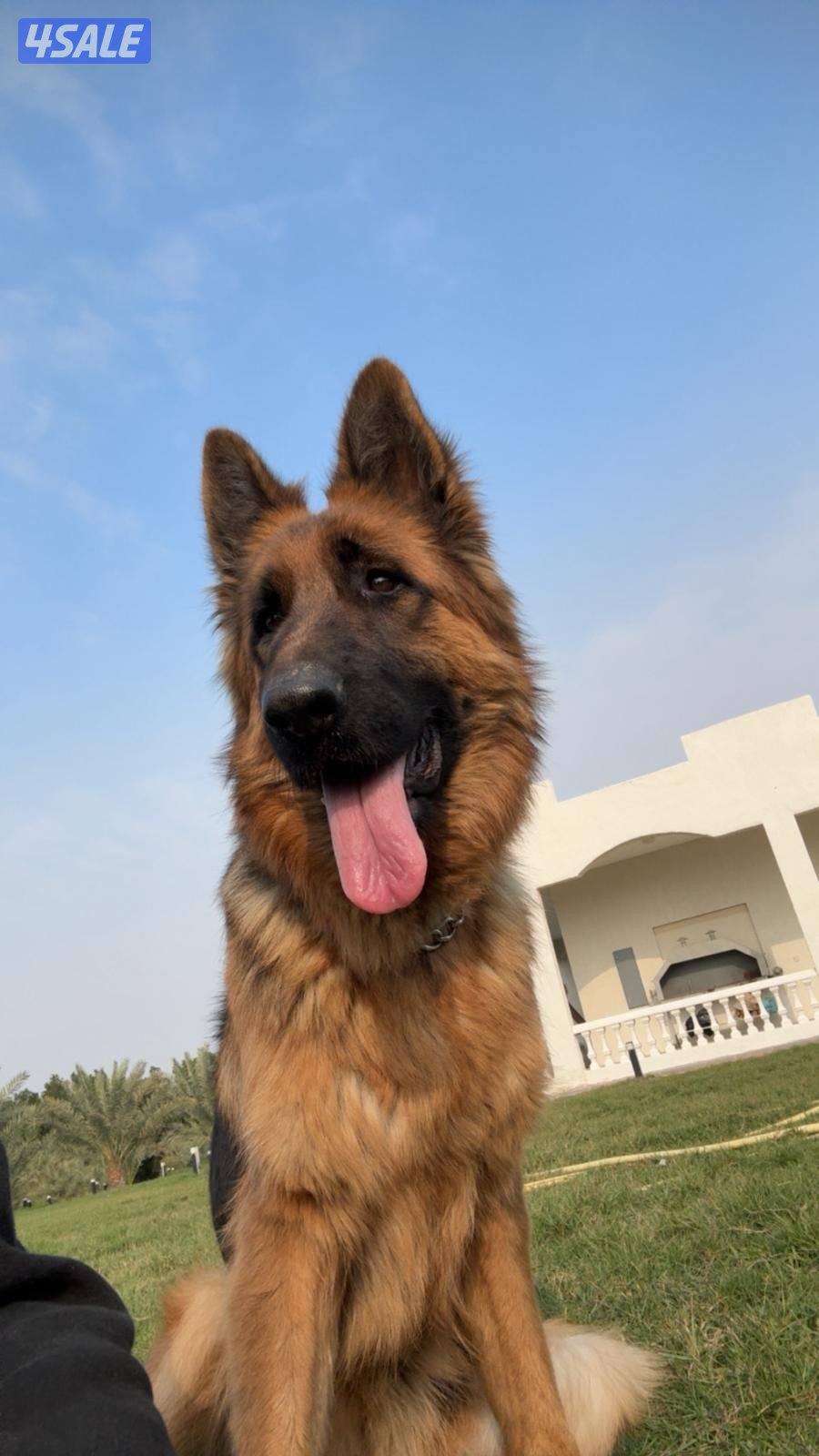 بيعه سريعه1