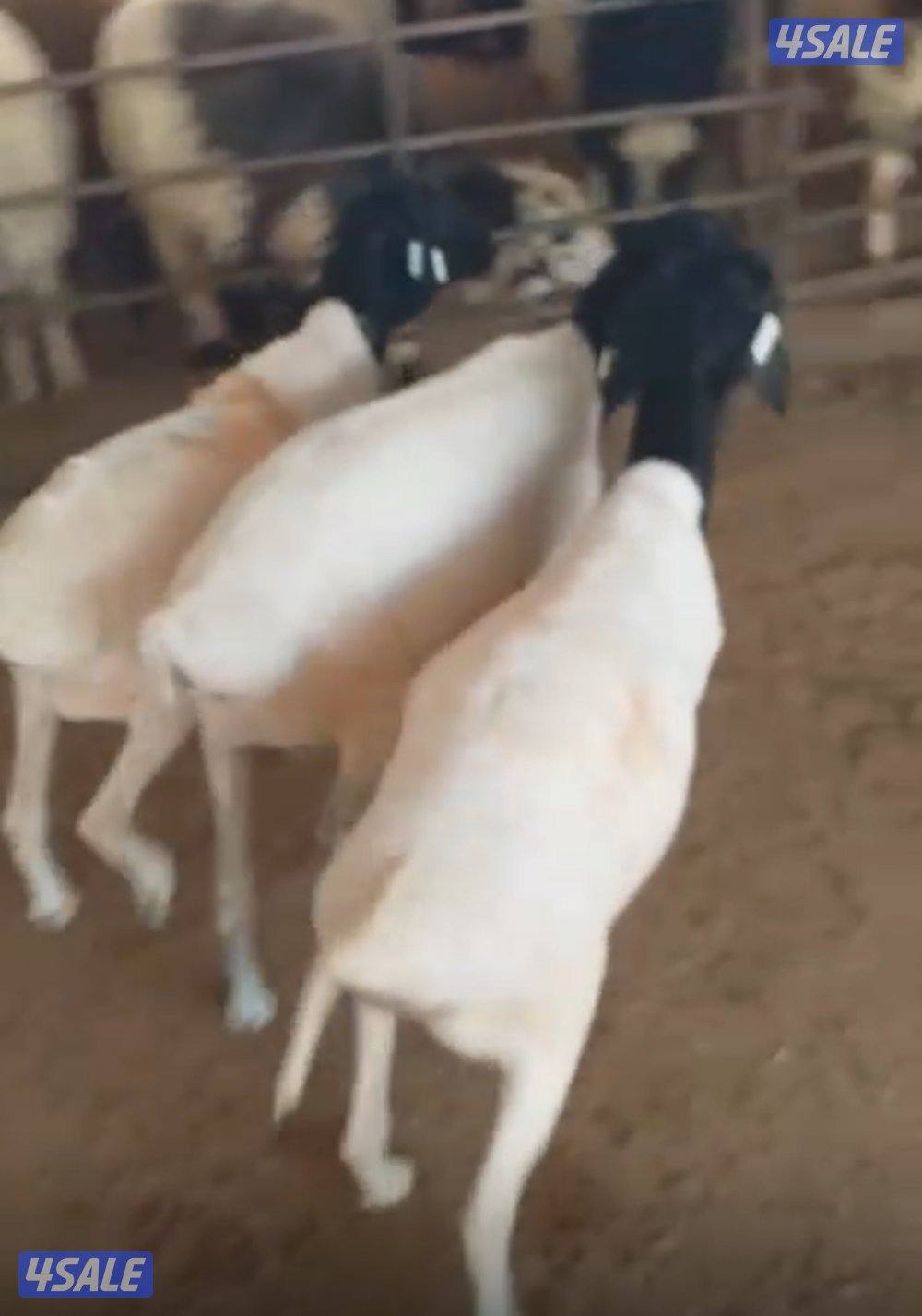 "طليان"تحت الطلب ذبايح للبيع محلي/نعيمي عربي/شفالي/صومالي/تيوس👌👌2