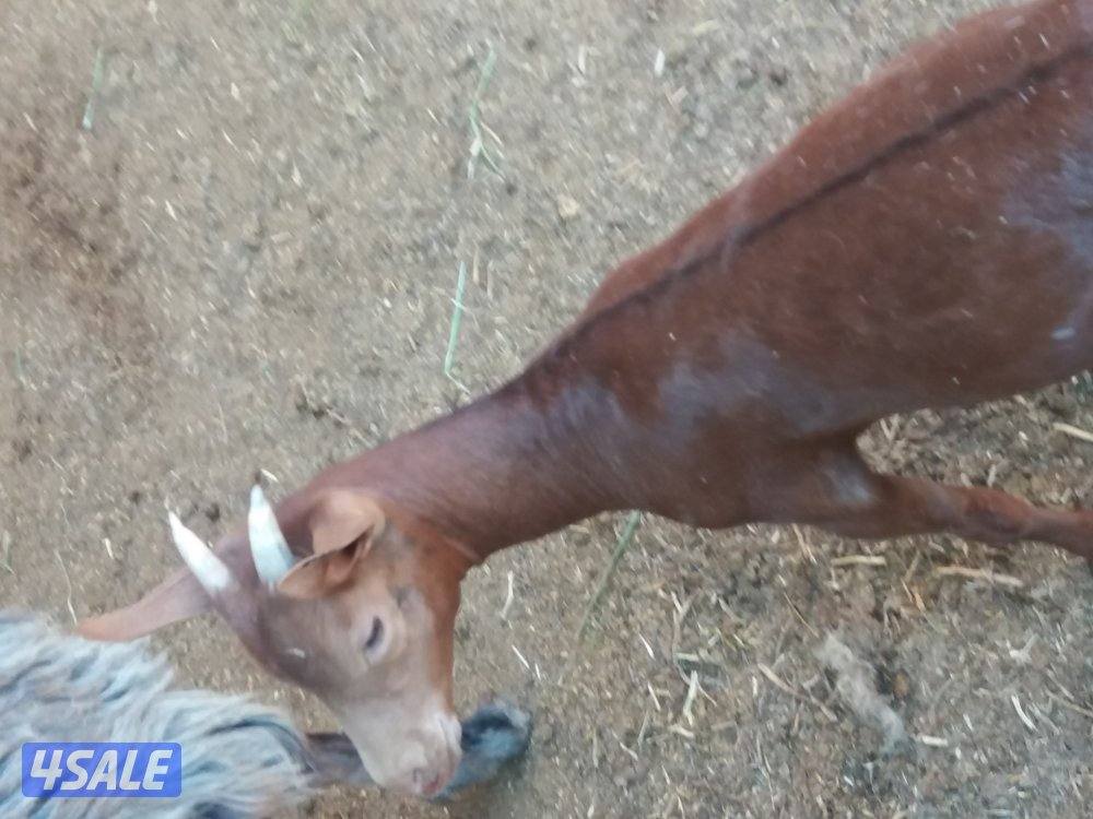 "طليان"تحت الطلب ذبايح للبيع محلي/نعيمي عربي/شفالي/صومالي/تيوس👌👌3