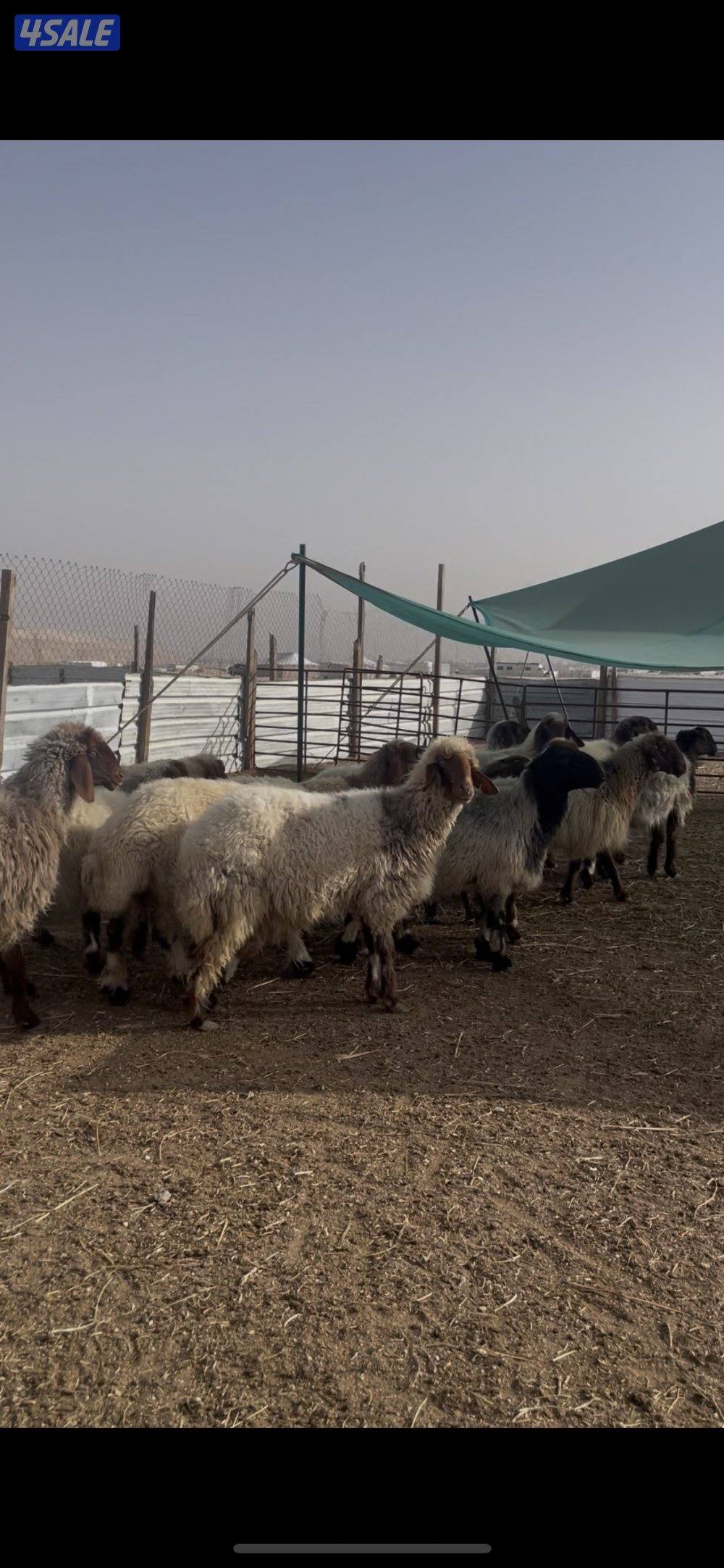 للبع غنم نعيم العدد١٤ راس سن وديد1