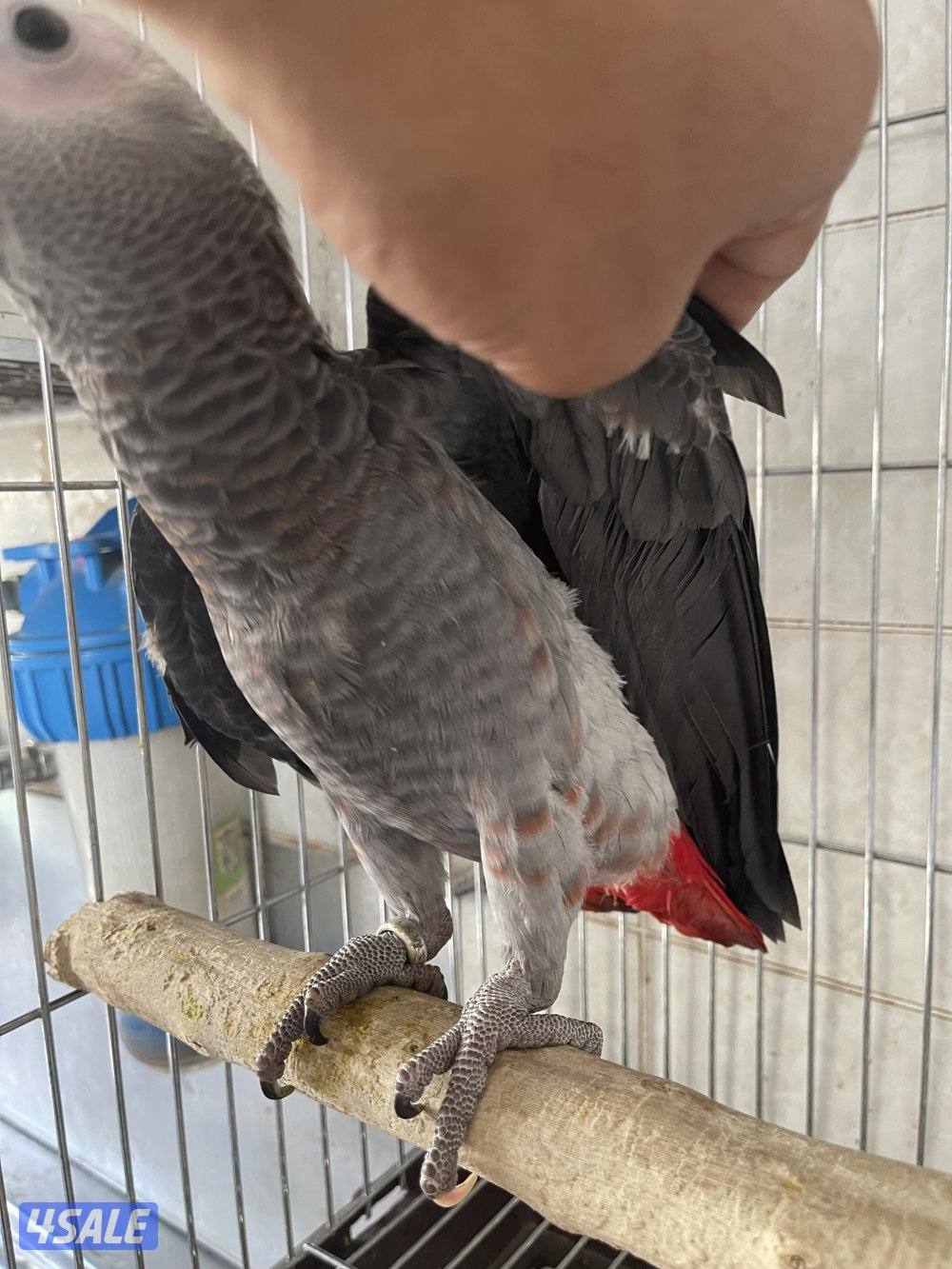 مفقود كاسكو طفره0