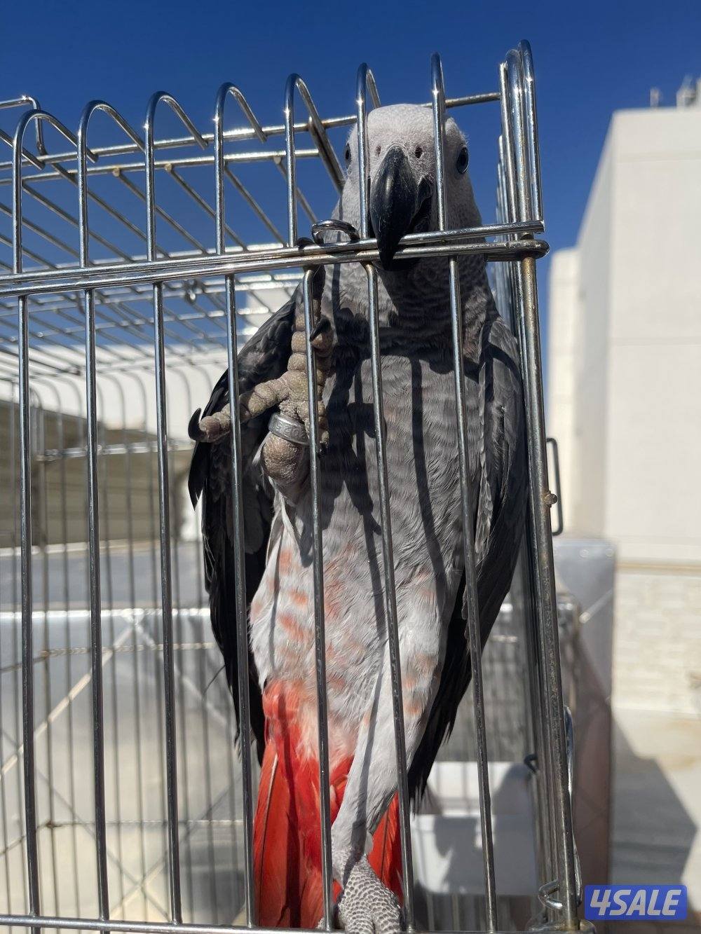 مفقود كاسكو طفره1