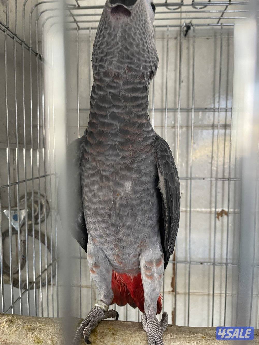 مفقود كاسكو طفره3