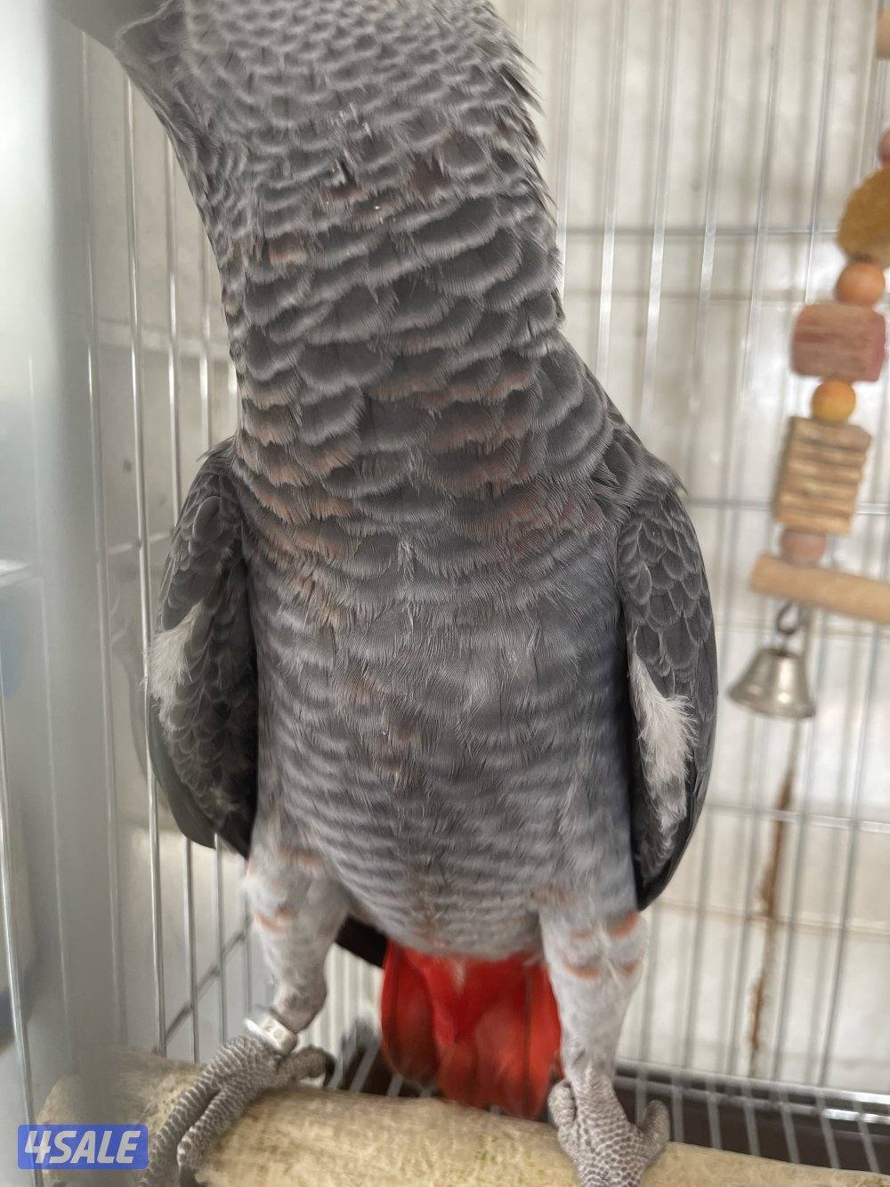 مفقود كاسكو طفره4