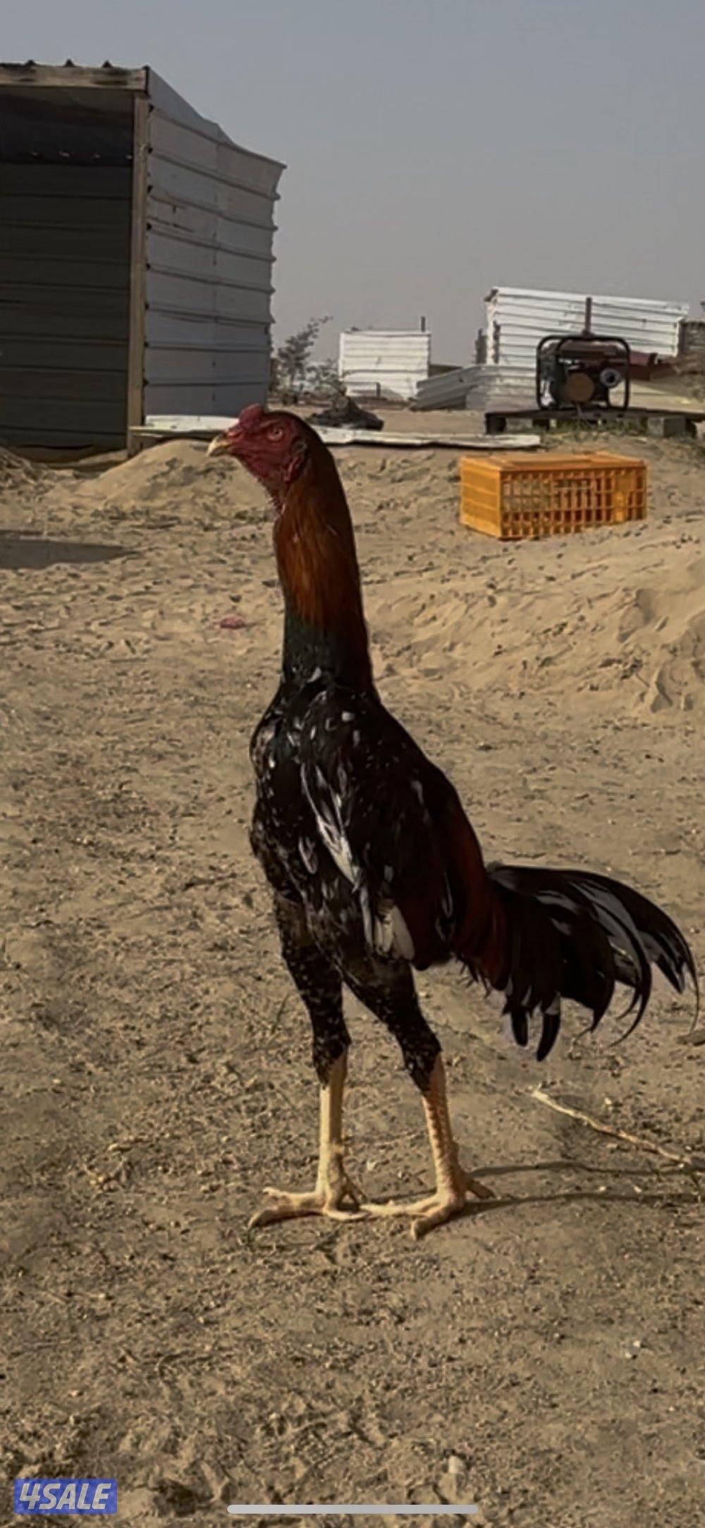 ديج تركي سليم العمر ١٠ شهور0