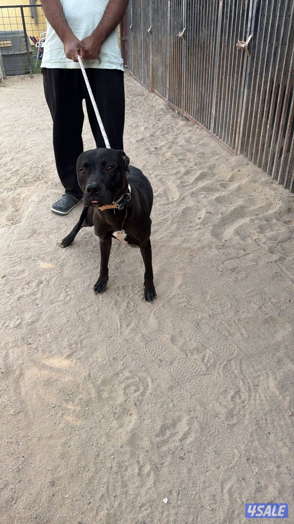 بتبول تيرير امريكي عمر 11شهر كامل تطعيماته1