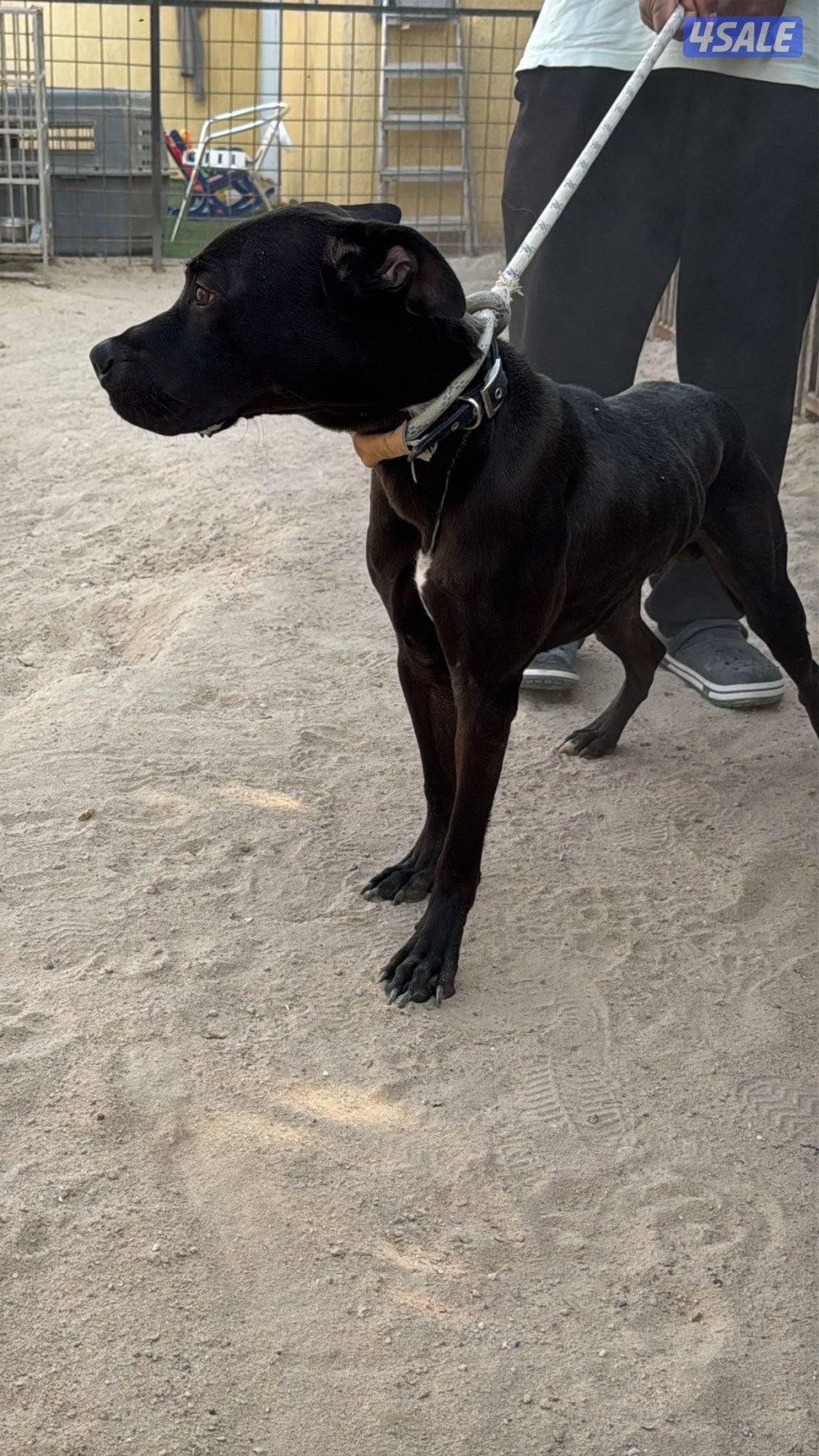 بتبول تيرير امريكي عمر 11شهر كامل تطعيماته2