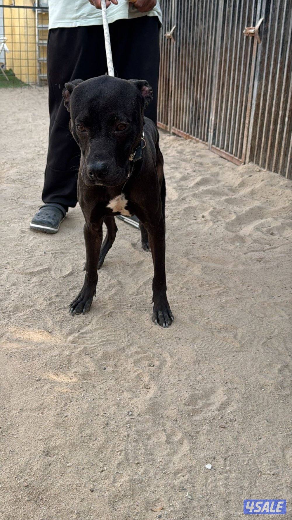 بتبول تيرير امريكي عمر 11شهر كامل تطعيماته3