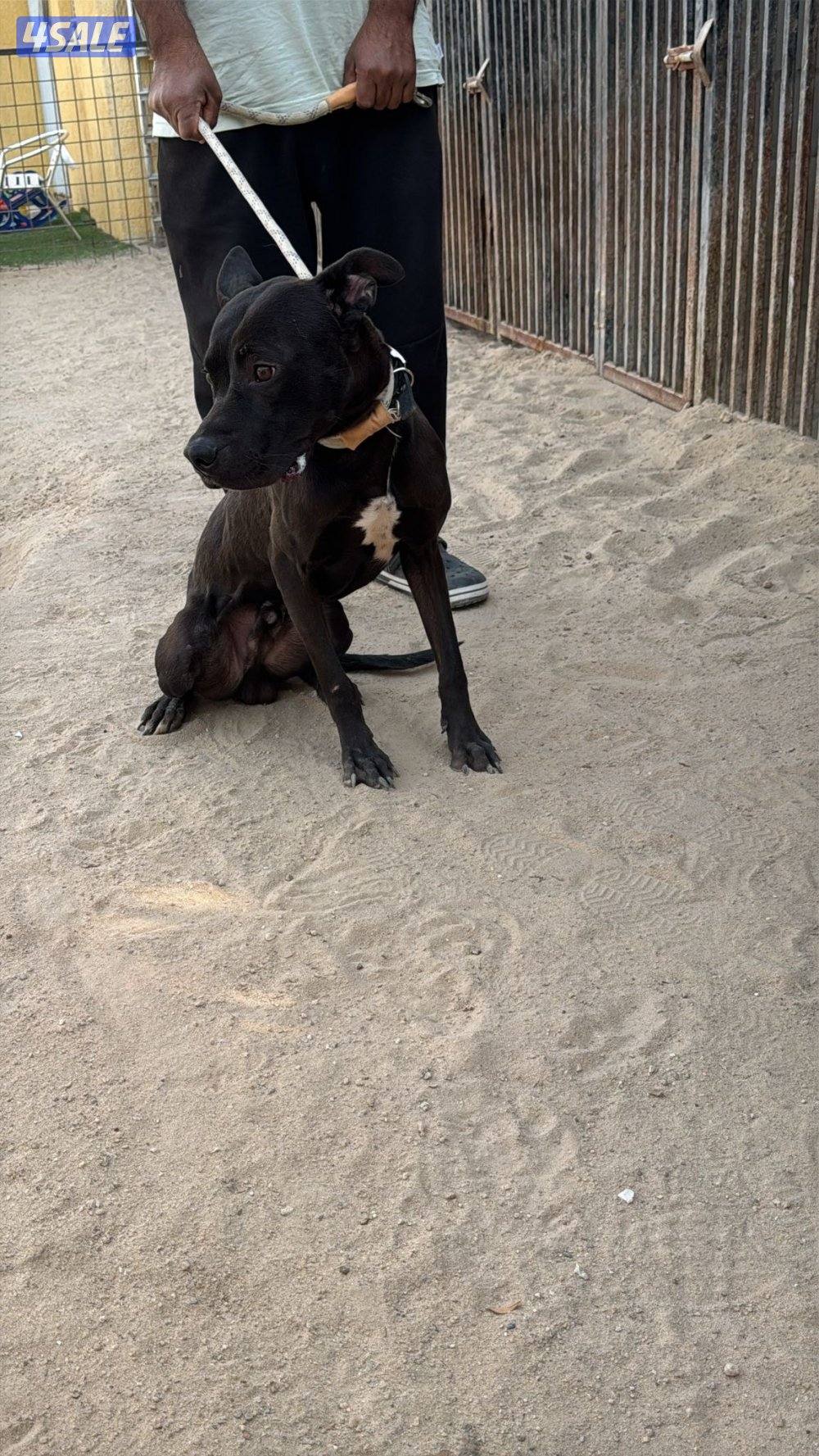 بتبول تيرير امريكي عمر 11شهر كامل تطعيماته4