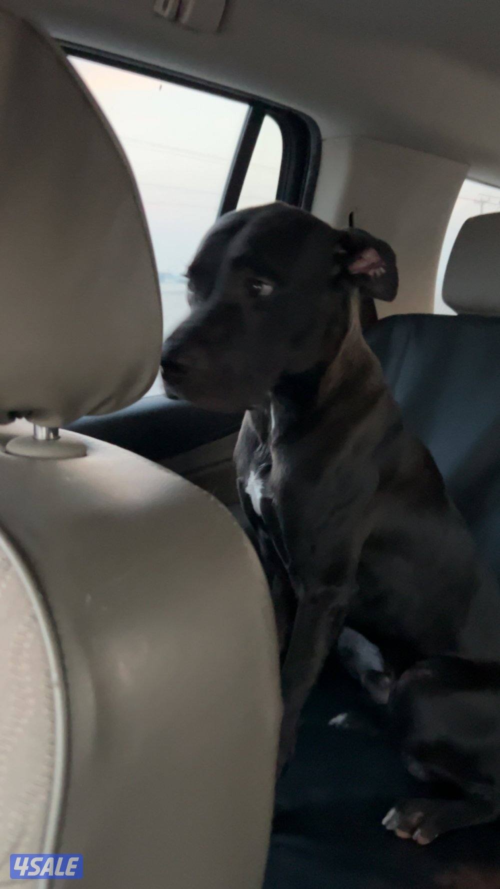 بتبول تيرير امريكي عمر 11شهر كامل تطعيماته5