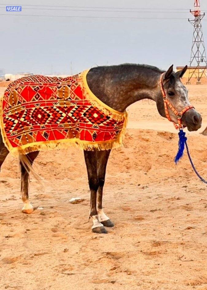 للبيع فرس بولش1