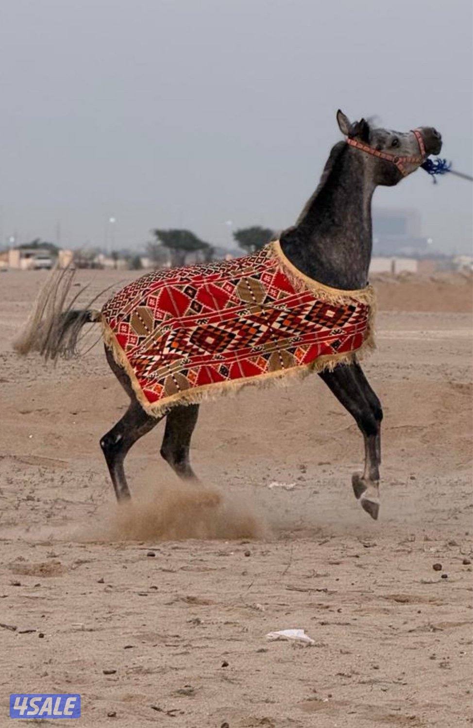 للبيع فرس بولش0