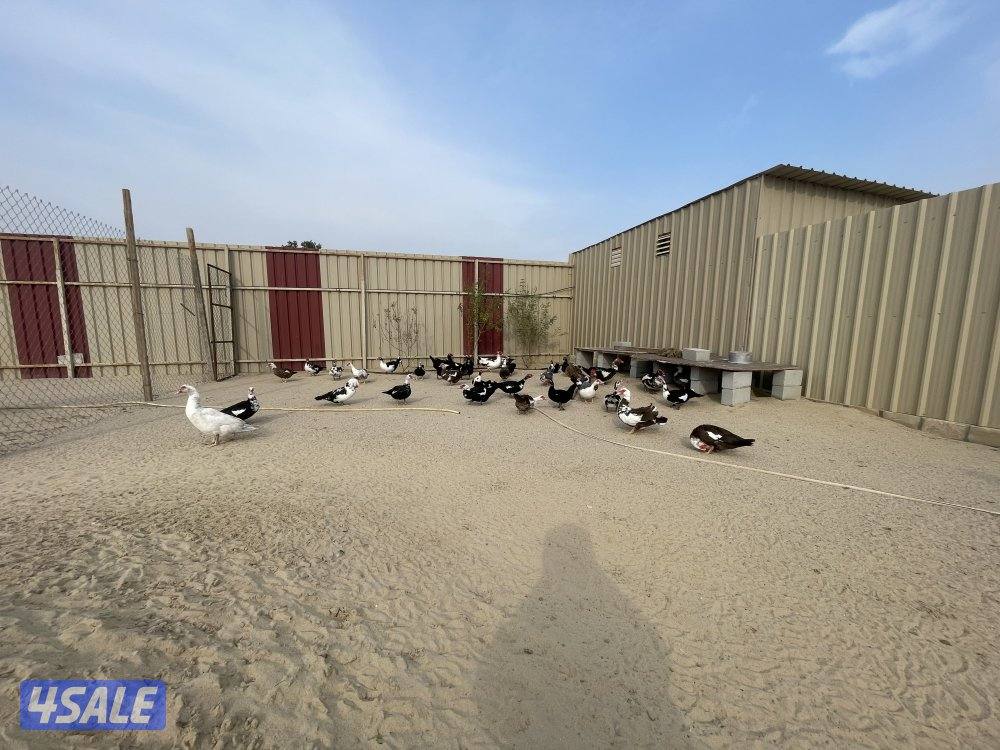 بط مصري بياض0