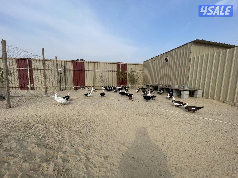 بط مصري بياض1