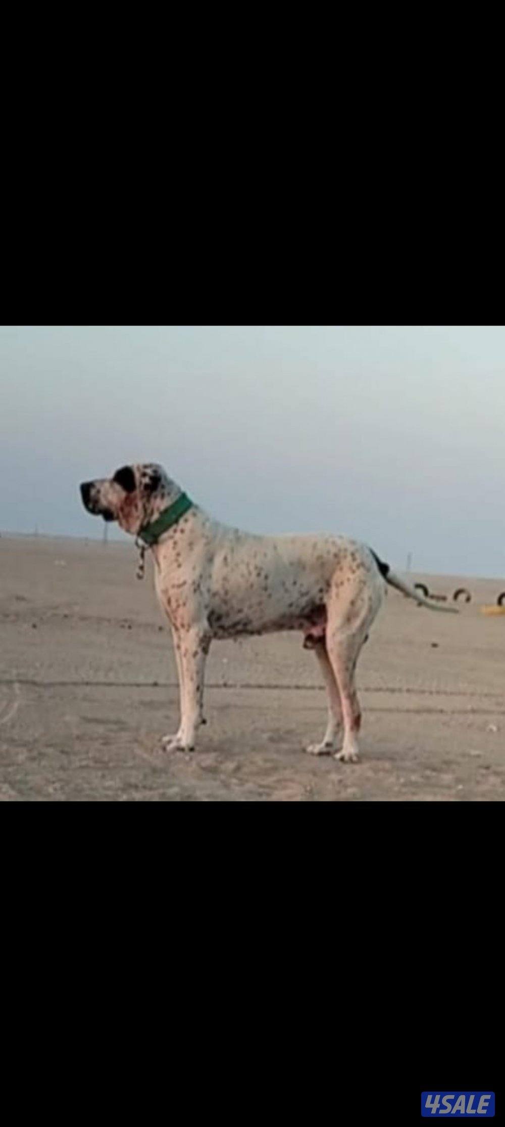 للبيع فحل مستورد بولي باكستاني1