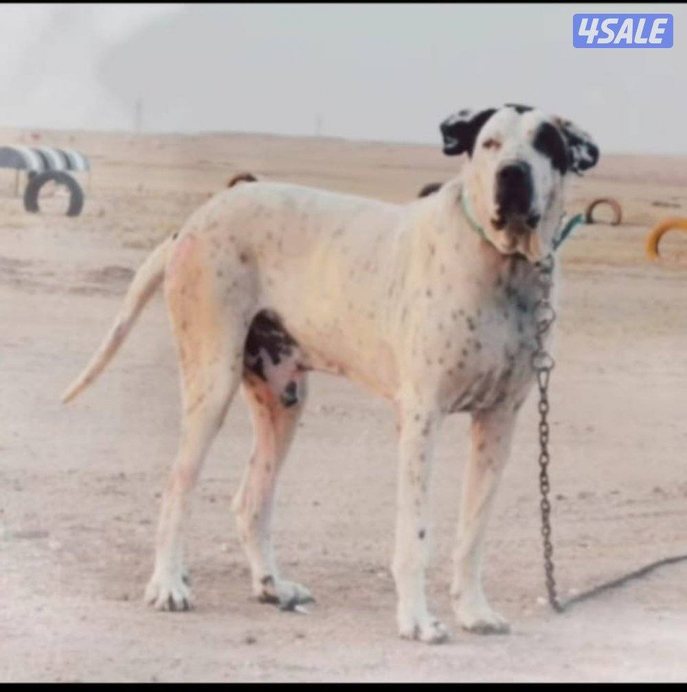 للبيع فحل مستورد بولي باكستاني2