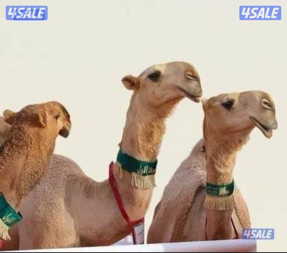 حلاقه وغسيل أبل0