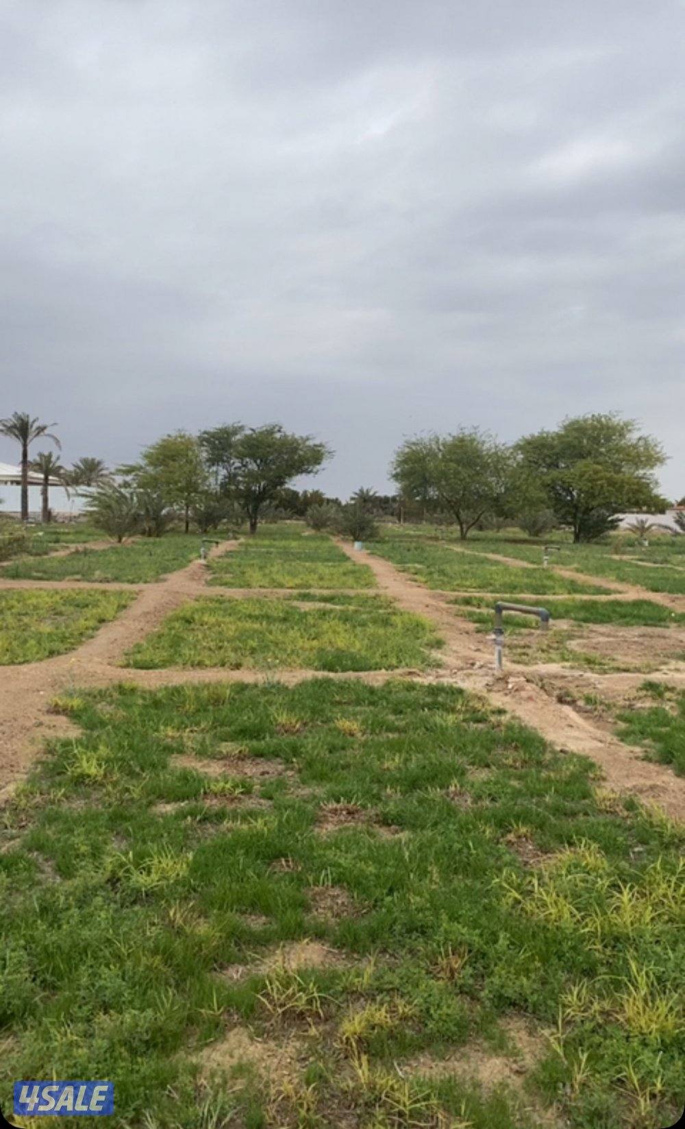 البيع مزرعه بالعبدلي مساحتها 25 ألف زاويه جاهزه للسكن دخول وخروج شريك1