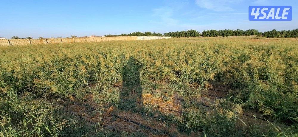 البيع مزرعه بالعبدلي مساحتها 25 ألف زاويه جاهزه للسكن دخول وخروج شريك5