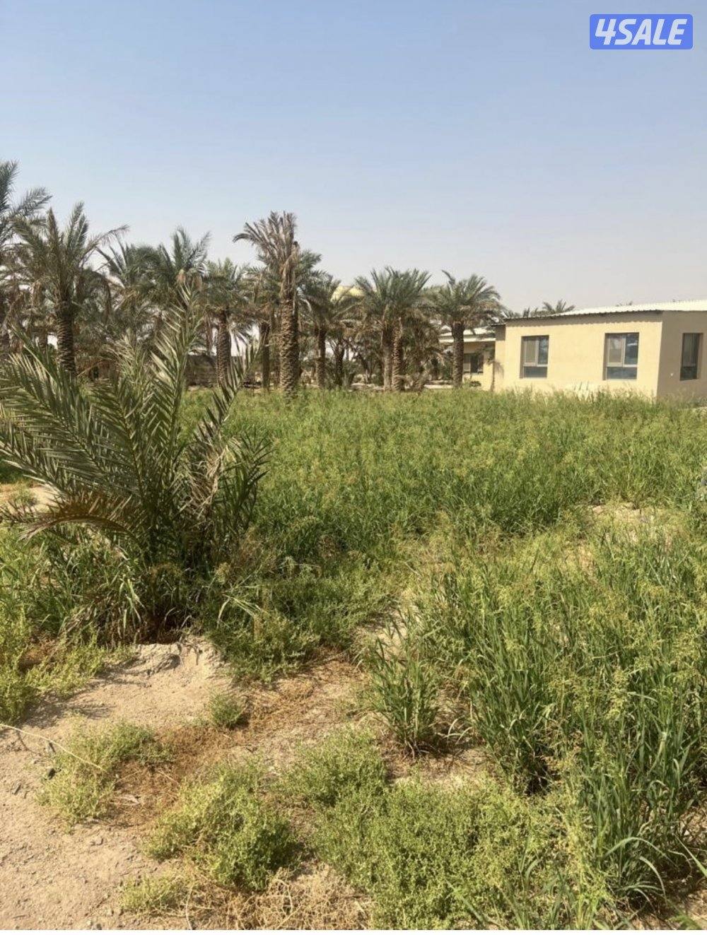 البيع مزرعه بالعبدلي مساحتها 25 ألف زاويه جاهزه للسكن دخول وخروج شريك7