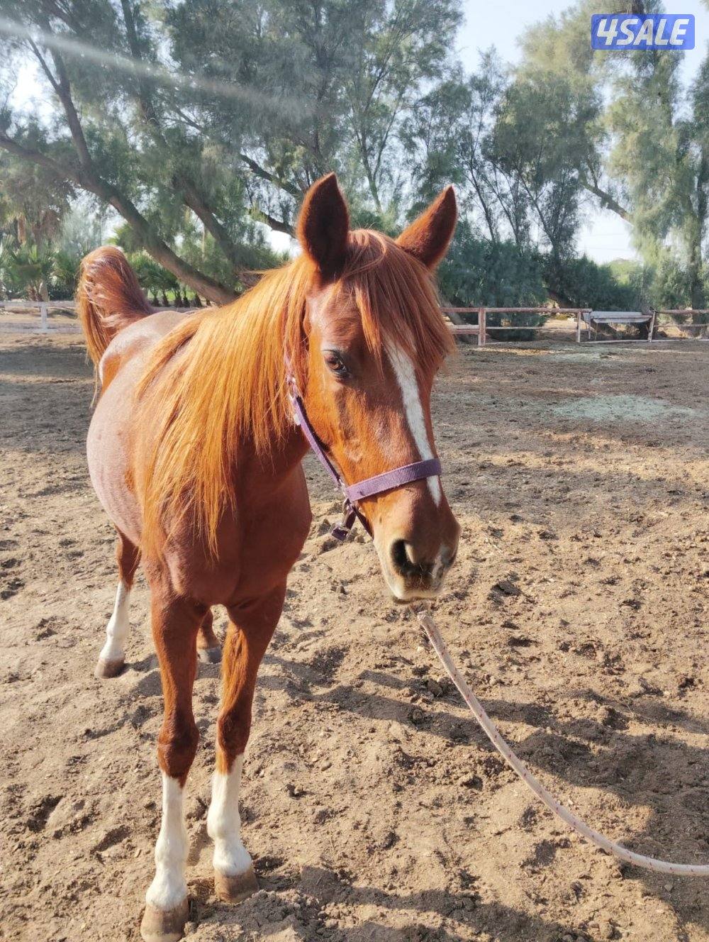 للبيع فرس بلدية0
