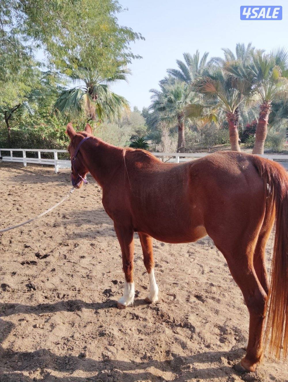 للبيع فرس بلدية1