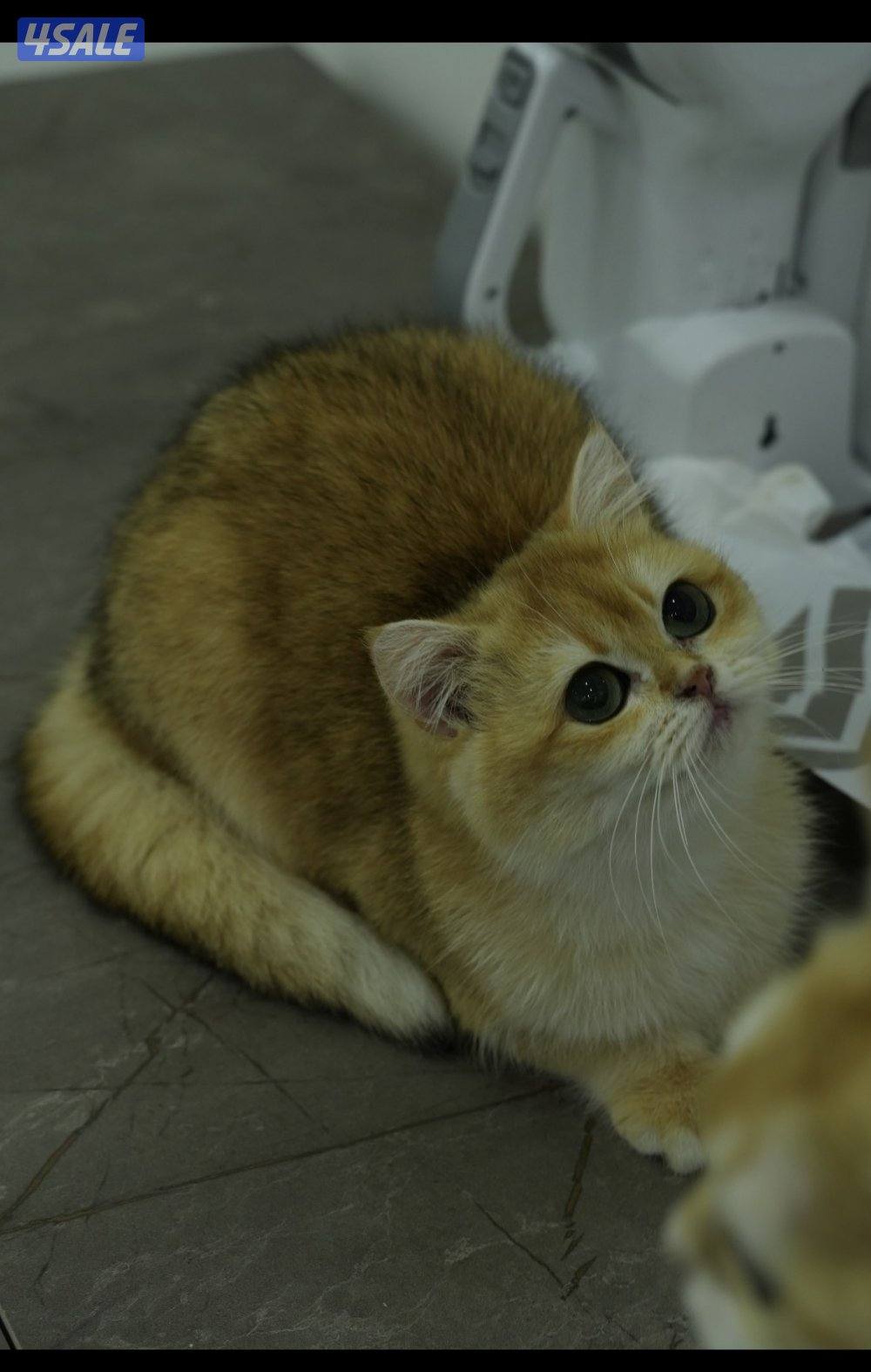 نثيه وذكر  برتش قولد ny120