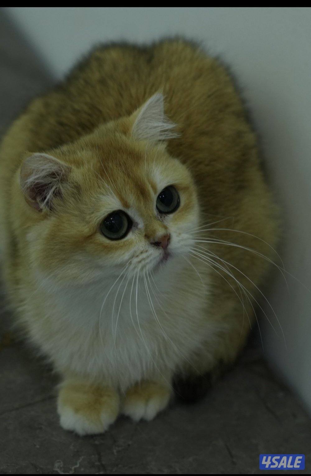 نثيه وذكر  برتش قولد ny121