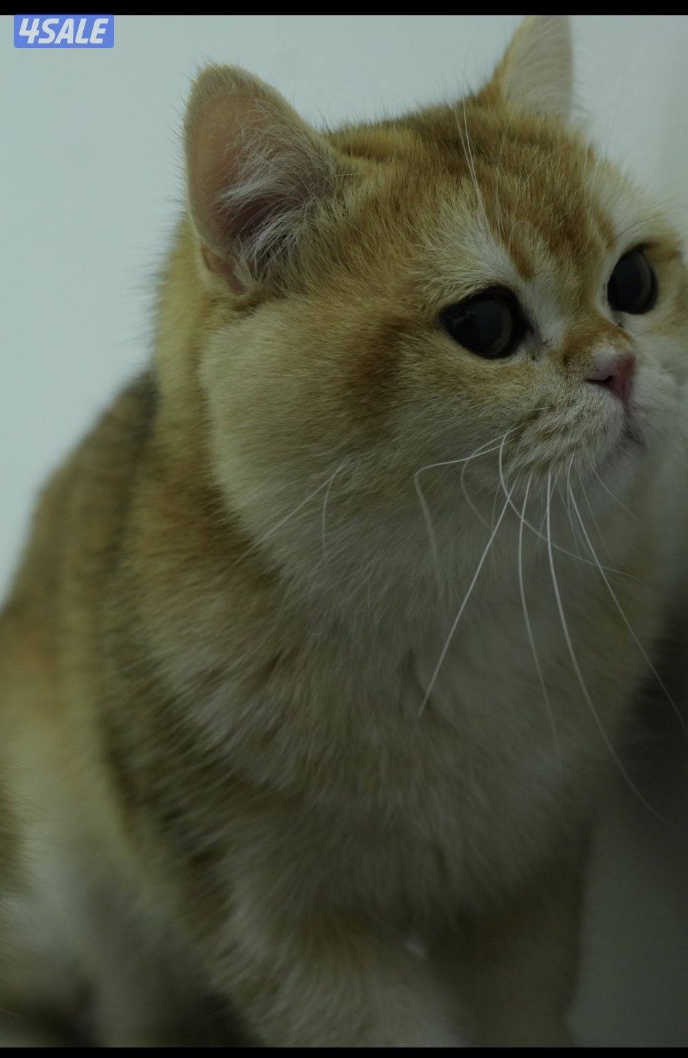 نثيه وذكر  برتش قولد ny123