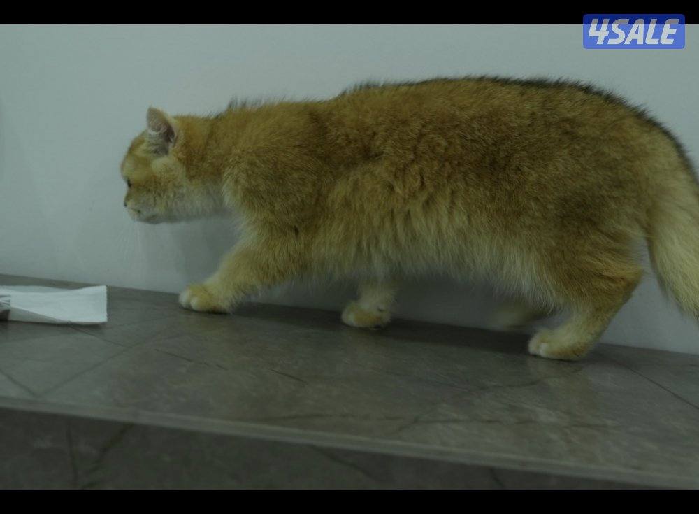 نثيه وذكر  برتش قولد ny122