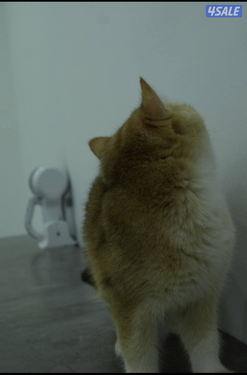 نثيه وذكر  برتش قولد ny125