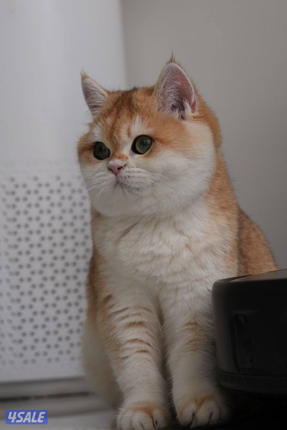 نثيه برتش ny12 معاها بدقري0