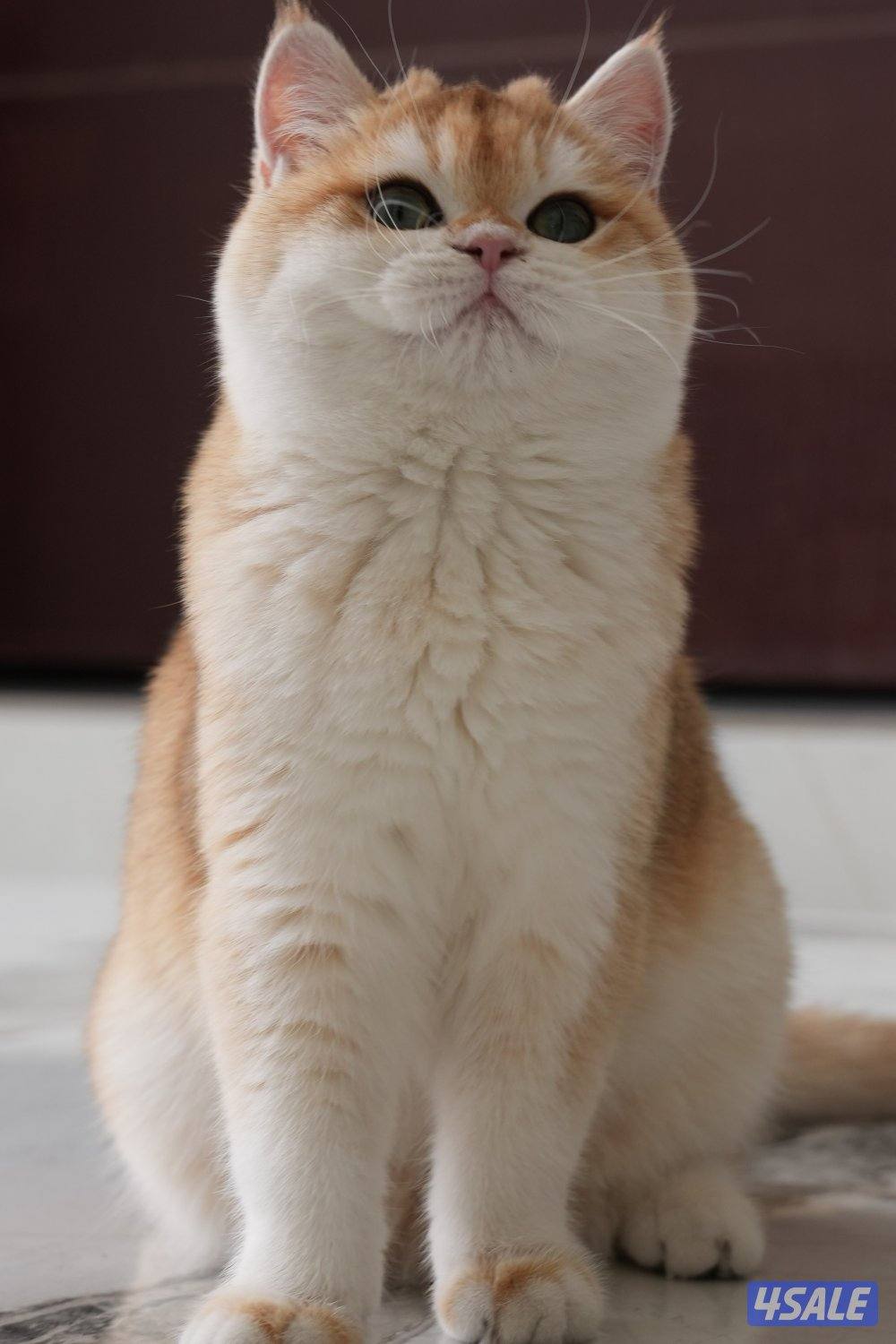 نثيه برتش ny12 معاها بدقري1