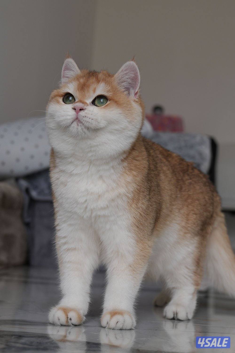 نثيه برتش ny12 معاها بدقري2