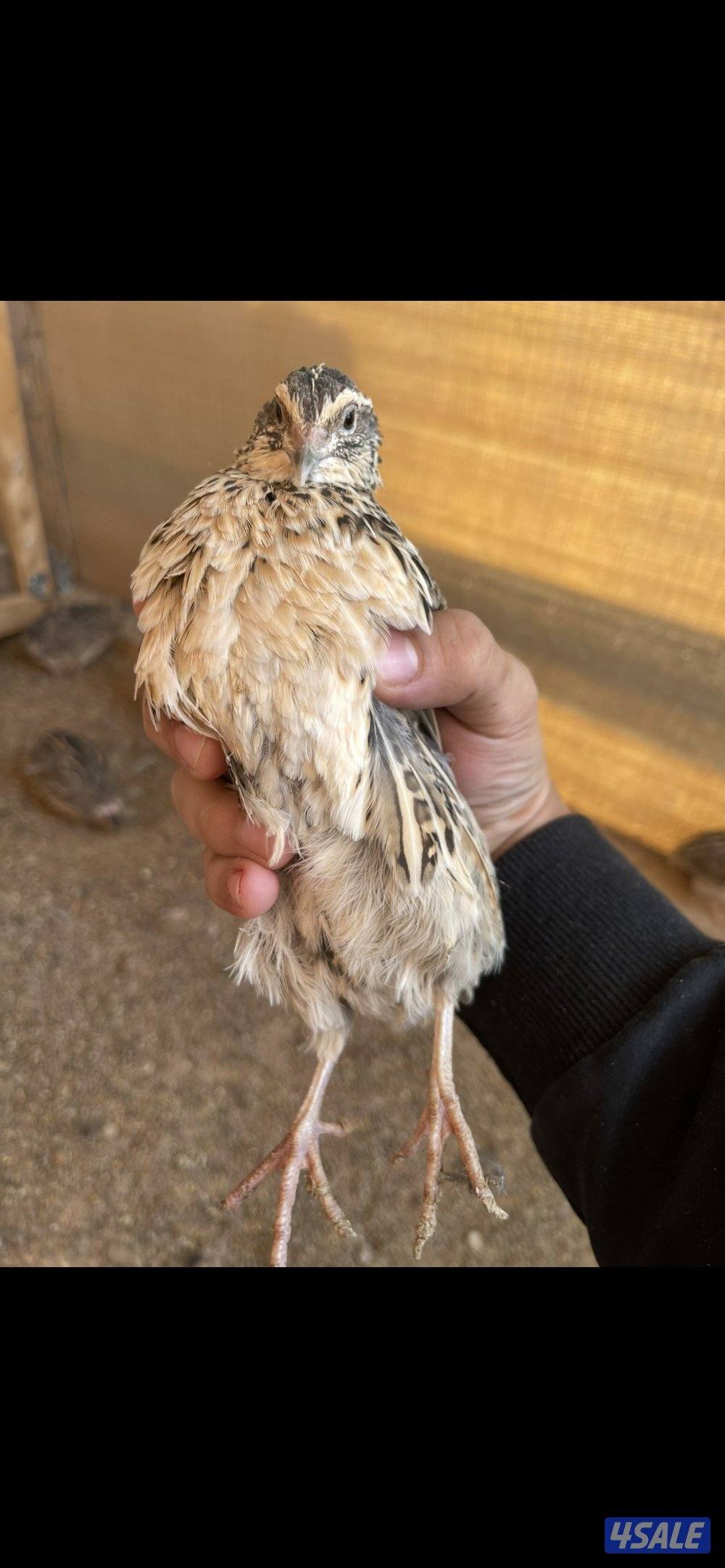 مزرعة السمان0