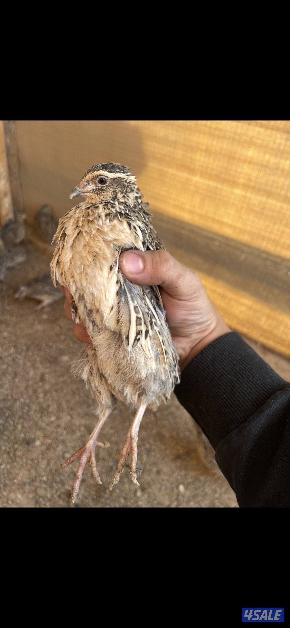 مزرعة السمان1