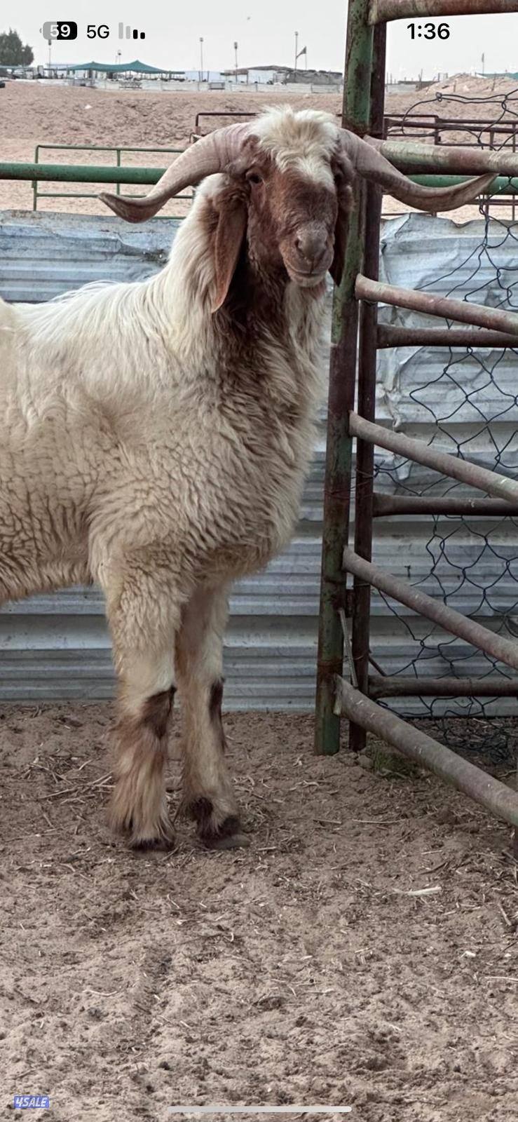 فحل ثني شرط القريع1